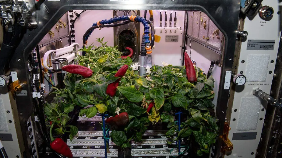 Cosecha de chiles en el espacio 1